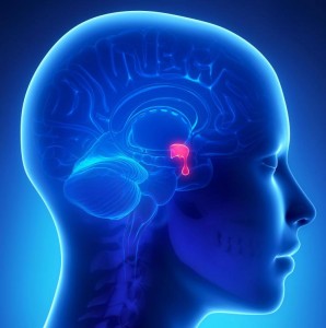 pituitary-gland-highlighted-on-blue-model-298x300.jpg