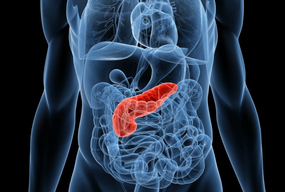 pancreas.jpg
